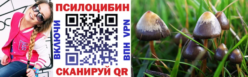 Купить Томилино Псилоцибиновые грибы Psilocybine cubensis